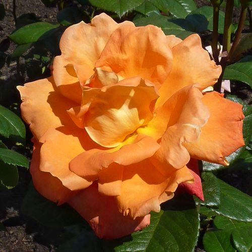 Gärtnerei - Rosa Louis De Funes® Gpt - orange - kletterrosen - diskret duftend - Meilland International - -